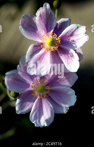 Ces fleurs d'un Anemone japonais (Eriocapitella × hybrida) ont le soleil dans leur coeur. Banque D'Images