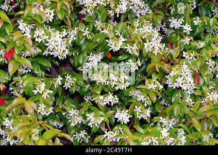 Gros plan d'une fleur Star Jasmine, Tachelospermum jasminoides, arbuste Banque D'Images