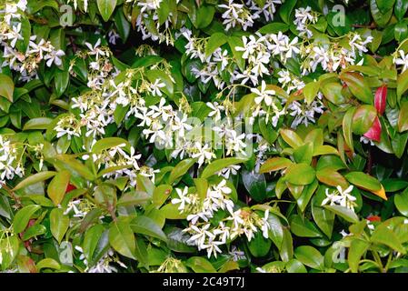 Gros plan d'une fleur Star Jasmine, Tachelospermum jasminoides, arbuste Banque D'Images