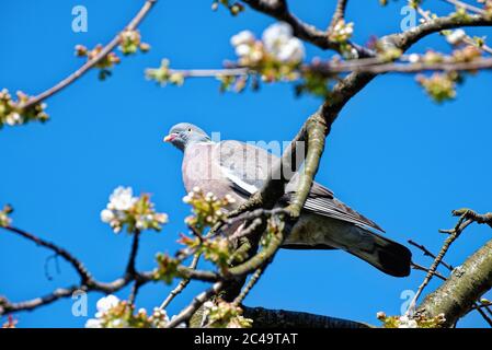 Un pigeon en bois, columba livia, perché sur une branche d'un cerisier en fleur contre un ciel bleu profond Banque D'Images