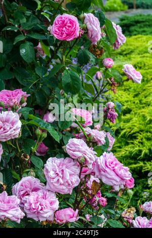Rose Rosa Gertrude Jekyll Banque D'Images
