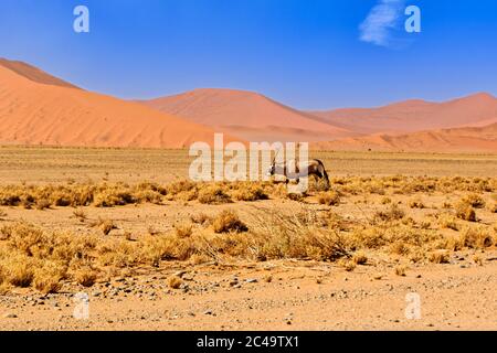 Gemsbok, Oryx gazella, sur les plaines désertiques poussiéreuses très chaudes, au milieu de la journée. Namibie Banque D'Images