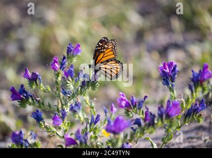 Beau grand papillon monarque (Danaus plexippus) en profil se nourrissant du nectar Banque D'Images