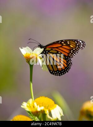 Beau grand papillon monarque (Danaus plexippus) en profil se nourrissant du nectar Banque D'Images