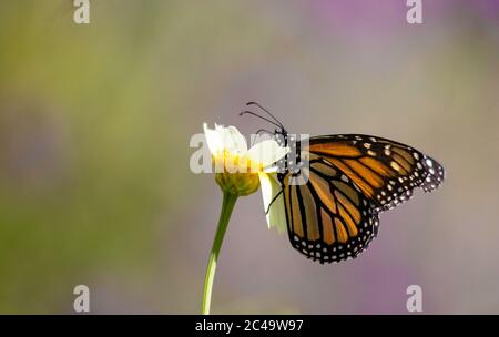 Beau grand papillon monarque (Danaus plexippus) en profil se nourrissant du nectar Banque D'Images