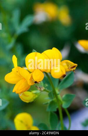 Huile de trèfle (Lotus corniculatus) Banque D'Images