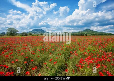 Champ de pavot avec collines volcaniques dans les fonds du bassin de Kali, Hongrie Banque D'Images