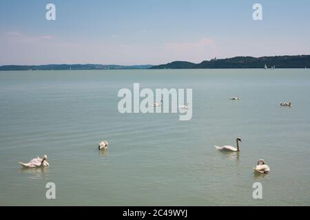 Des cygnes muets sur le lac Balaton à Balatonfured, Hongrie Banque D'Images