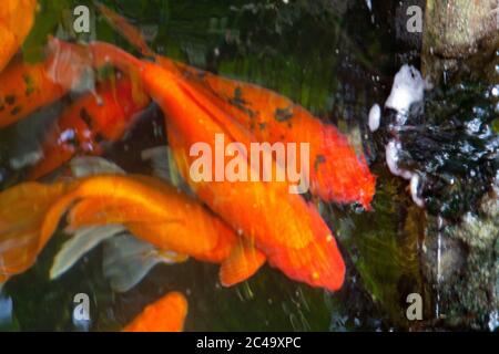 Plusieurs poissons d'or de carpe koï dans l'eau dans l'étang de près, symbole de la prospérité Banque D'Images