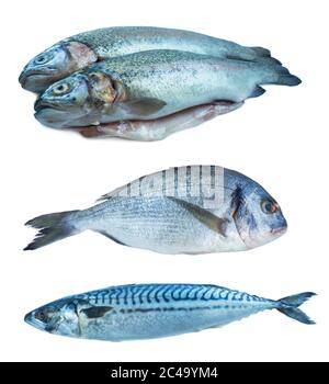 Poisson truite arc-en-ciel, dorado, maquereau, isolé sur fond blanc. Ensemble de poissons marins. Poissons marins sur fond blanc. Poissons avec espace de copie pour Banque D'Images