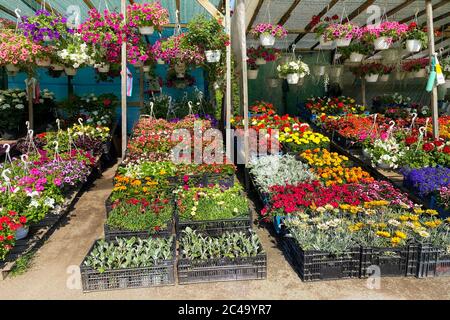 Variété fleurs fleuries dans le marché local pour la décoration de la région. petunia décoratif et d'autres plantes sont à vendre. Boutique de fleurs. FL Banque D'Images