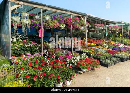 Variété fleurs fleuries dans le marché local pour la décoration de la région. Les semis de diverses plantes à fleurs sont à vendre. Boutique de jardin avec fleurs o Banque D'Images