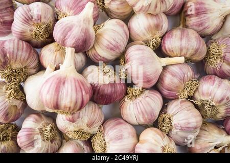 Ail frais en gros plan. Pile de têtes d'ail. Tas d'ail. Fond d'ail. Banque D'Images