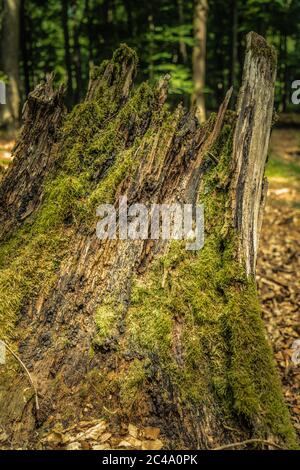 Une souche d'arbre dans la forêt du Palatinat, en Allemagne, qui fait partie de la réserve de biosphère de la Forêt du Palatinat de l'UNESCO et des Vosges du Nord. Banque D'Images