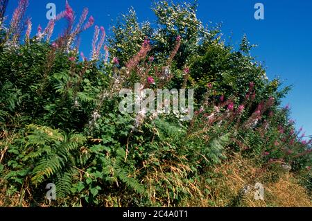 Exmoor Somerset England Hedgerow Rosebay Willowherb Banque D'Images