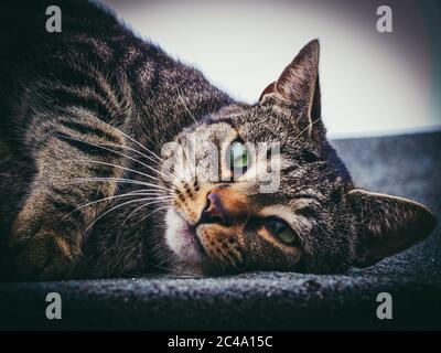 Chat Tigre Photo Stock Alamy