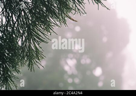 Avec une branche d'un séquoia géant (Sequoiadendron giganteum) en premier plan et beaucoup d'espace pour le texte est cette photo le parfait ar pour une carte postale. Banque D'Images