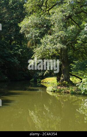 Arbre géant dans le parc à Pruhonice près de Prague en République tchèque, Europe Banque D'Images