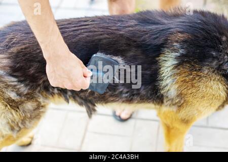 Peignez les poils de votre chien. Mise au point sélective Banque D'Images