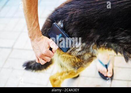 Peignez les poils de votre chien. Mise au point sélective Banque D'Images