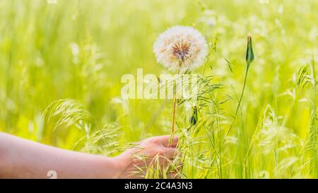 Gros plan de la main de la femme tient le grand pissenlit blanc. Boule de soufflage en fleur dans l'herbe verte. Banque D'Images