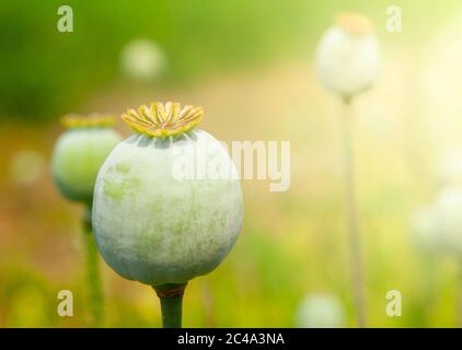 Greeen tête de pavot non mûre. Source d'opium végétale. Banque D'Images