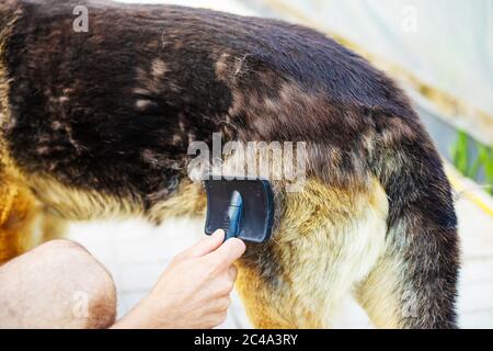 Peignez les poils de votre chien. Mise au point sélective Banque D'Images