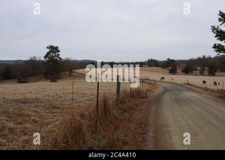 La vue sur une route rurale le long d'une clôture en barbelés à l'automne et le bétail dans les champs à la fin de l'automne Banque D'Images