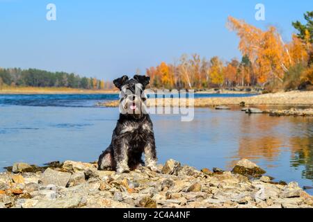 Un schnauzer miniature se trouve sur une rive à l'automne, contre un ciel bleu. Promenade automnale dans le parc avec un animal de compagnie. Espace pour le texte. Banque D'Images