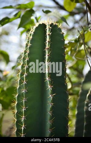 Magnifique cactus avec fond vert de forêt végétale Banque D'Images