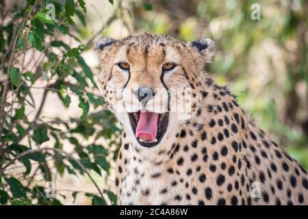 Portrait d'une guépard bâillant et montrant ses dents dans la réserve nationale de Maasai Mara, Kenya Banque D'Images