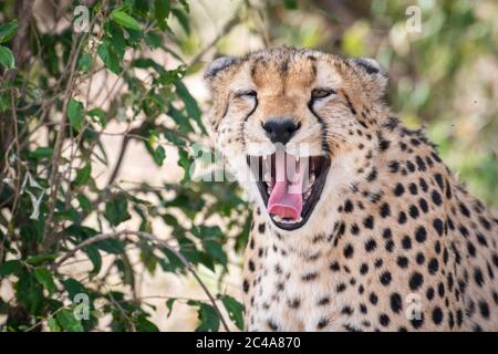 Portrait d'une guépard bâillant et montrant ses dents dans la réserve nationale de Maasai Mara, Kenya Banque D'Images