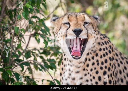 Portrait d'une guépard bâillant et montrant ses dents dans la réserve nationale de Maasai Mara, Kenya Banque D'Images