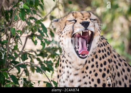 Portrait d'une guépard bâillant et montrant ses dents dans la réserve nationale de Maasai Mara, Kenya Banque D'Images