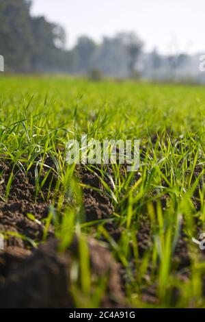 Les jeunes semis de blé poussant dans un sol Banque D'Images