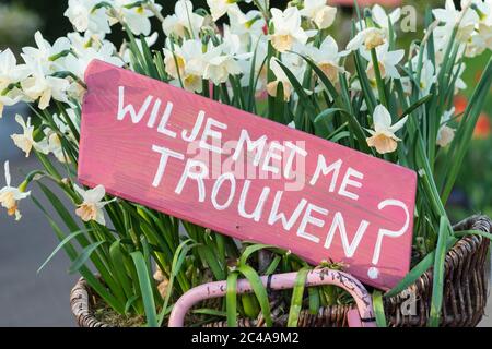 Un panneau rose dans un panier de jonquilles disant « allez-vous me marier ? » En néerlandais 'Wil je me rencontre trouwen?' Banque D'Images