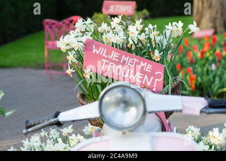Un panneau rose dans un panier de jonquilles sur un scooter disant « allez-vous me marier ? » En néerlandais 'Wil je me rencontre trouwen?' Banque D'Images