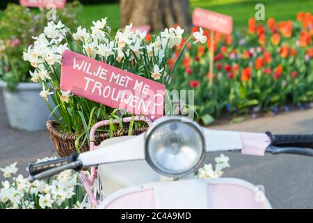 Un panneau rose dans un panier de jonquilles sur un scooter disant « allez-vous me marier ? » En néerlandais 'Wil je me rencontre trouwen?' Banque D'Images
