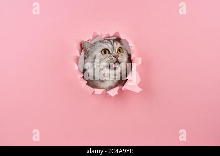 Chat hurle dans un trou dans le carton rose, concept de comportement animal Banque D'Images