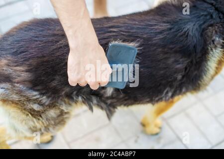 Peignez les poils de votre chien. Mise au point sélective Banque D'Images