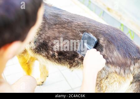 Peignez les poils de votre chien. Mise au point sélective Banque D'Images