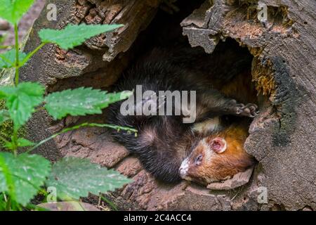 Polecat européen (Mustela putorius) dormant à l'entrée du tronc d'arbre creux dans la forêt Banque D'Images