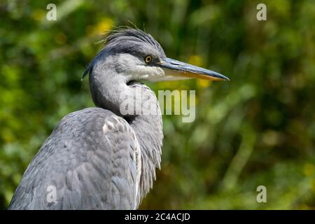 Jeune héron gris / héron gris (Ardea cinerea) gros plan portrait du mineur Banque D'Images