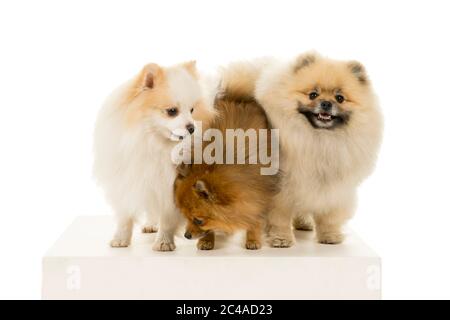 Trois chiens de Poméranie debout dans une rangée regardant la caméra isolée sur blanc Banque D'Images