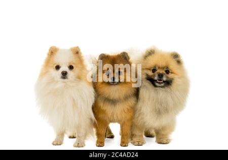 Trois chiens de Poméranie debout dans une rangée regardant la caméra isolée sur blanc Banque D'Images