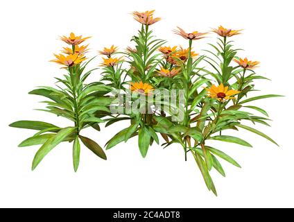 Rendu tridimensionnel de fleurs de calendula ou de marigold commun isolé sur fond blanc Banque D'Images