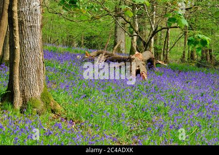 Un tapis de cloches 'jacinthoides non-scripta' sous des chênes dans un vieux bois près de la Frome dans Somerset.UK Banque D'Images