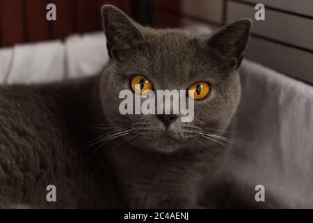 British Shorthair chat dans un banc regardant la caméra Banque D'Images