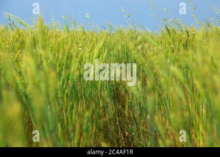 Riz vert et plantation de blé sous ciel bleu Banque D'Images