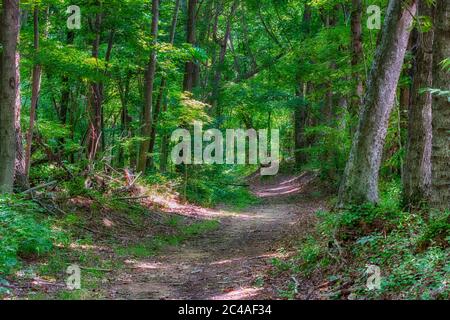 Une section de la piste originale de trace de Old Natchez. Banque D'Images